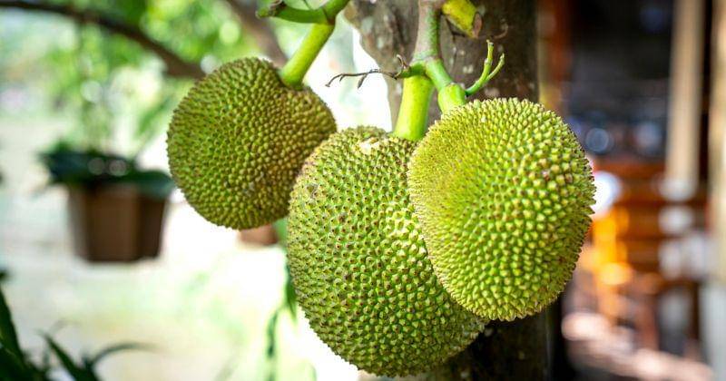 Pexels/Quang Nguyen Vinh